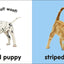 Baby Touch and Feel: Puppies and Kittens