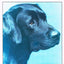 Book of the Labrador Retriever