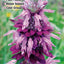 Wildflowers of Southeast Texas: A Guide to Common Native Species (Quick Reference Guides)