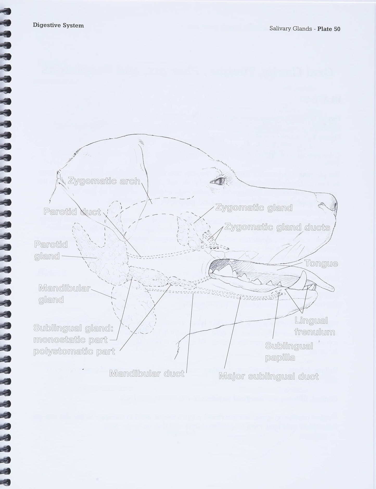 Dog Anatomy: A Coloring Atlas by Robert Kainer