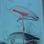 Edward Lear's Birds