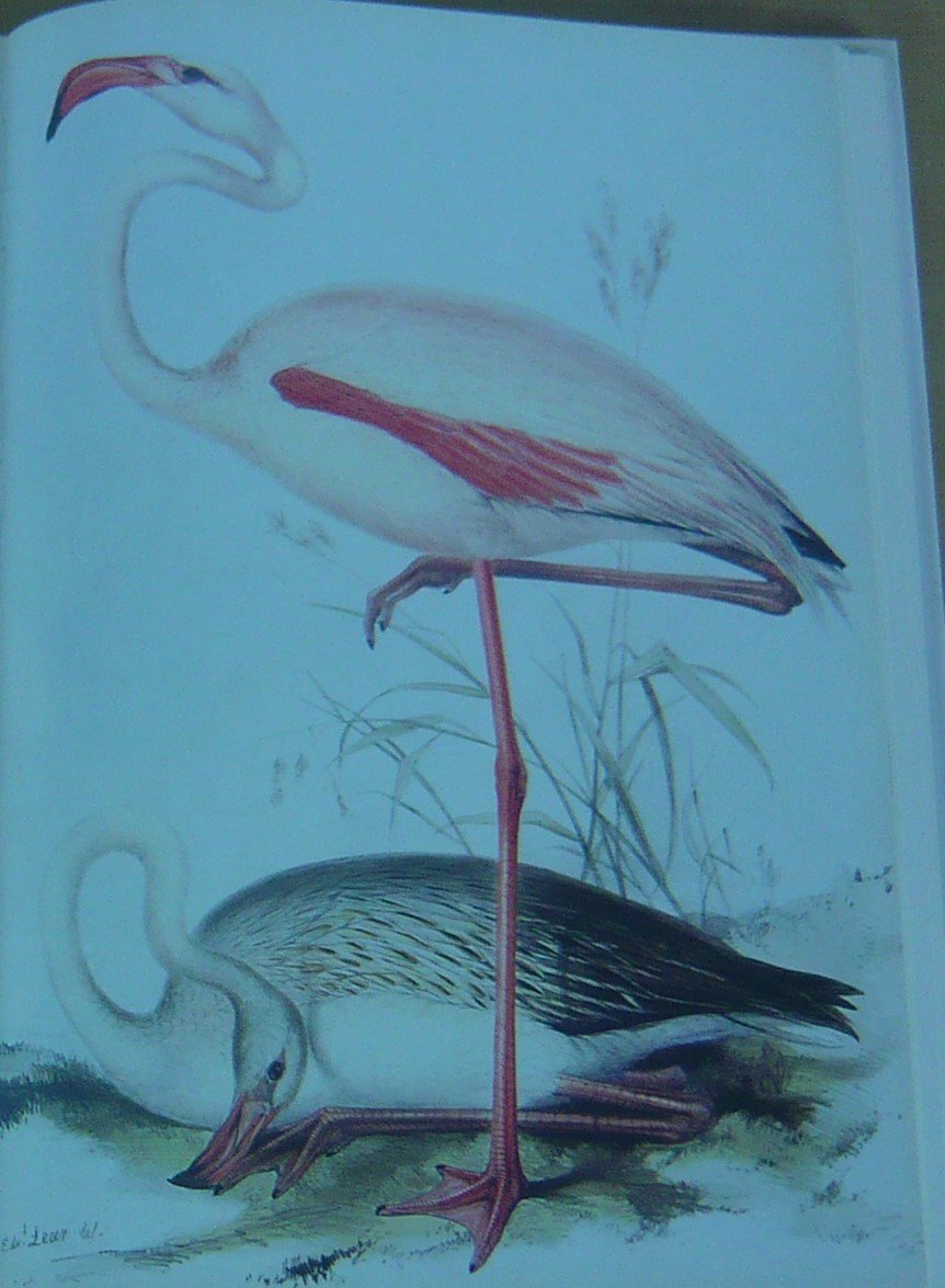 Edward Lear's Birds