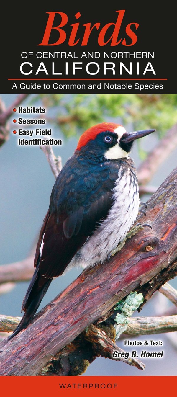 Birds of Central & Northern California: A Guide to Common & Notable Species