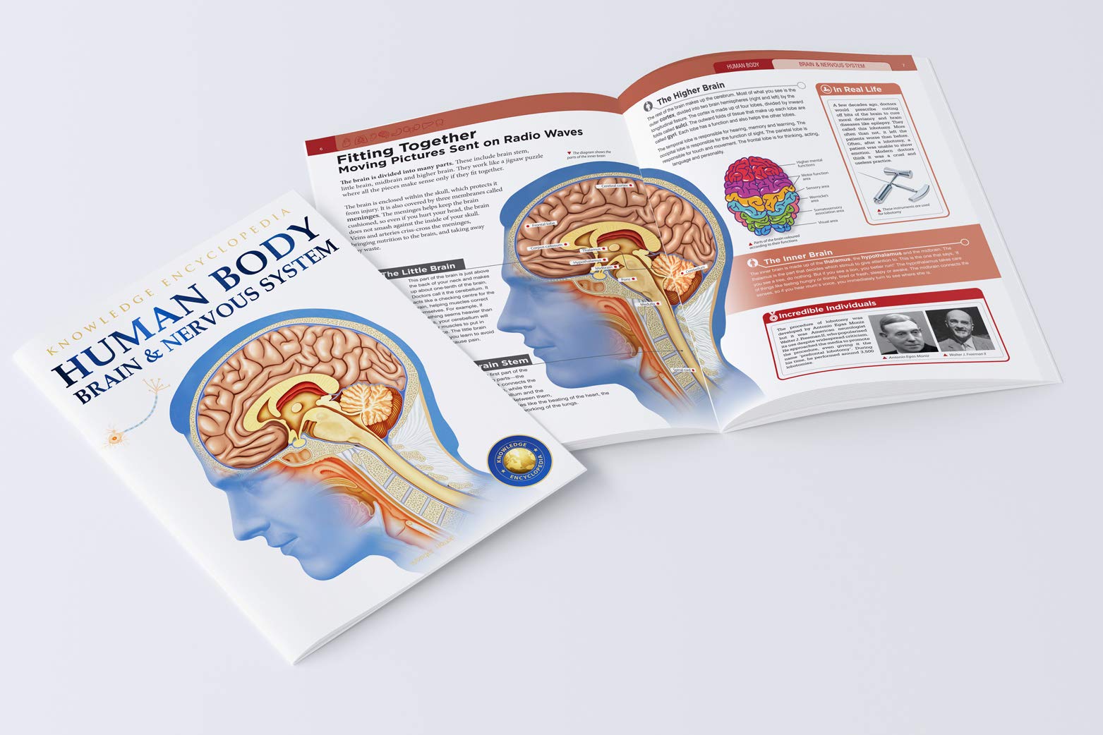 Human Body - Brain And Nervous System: Knowledge Encyclopedia For Children