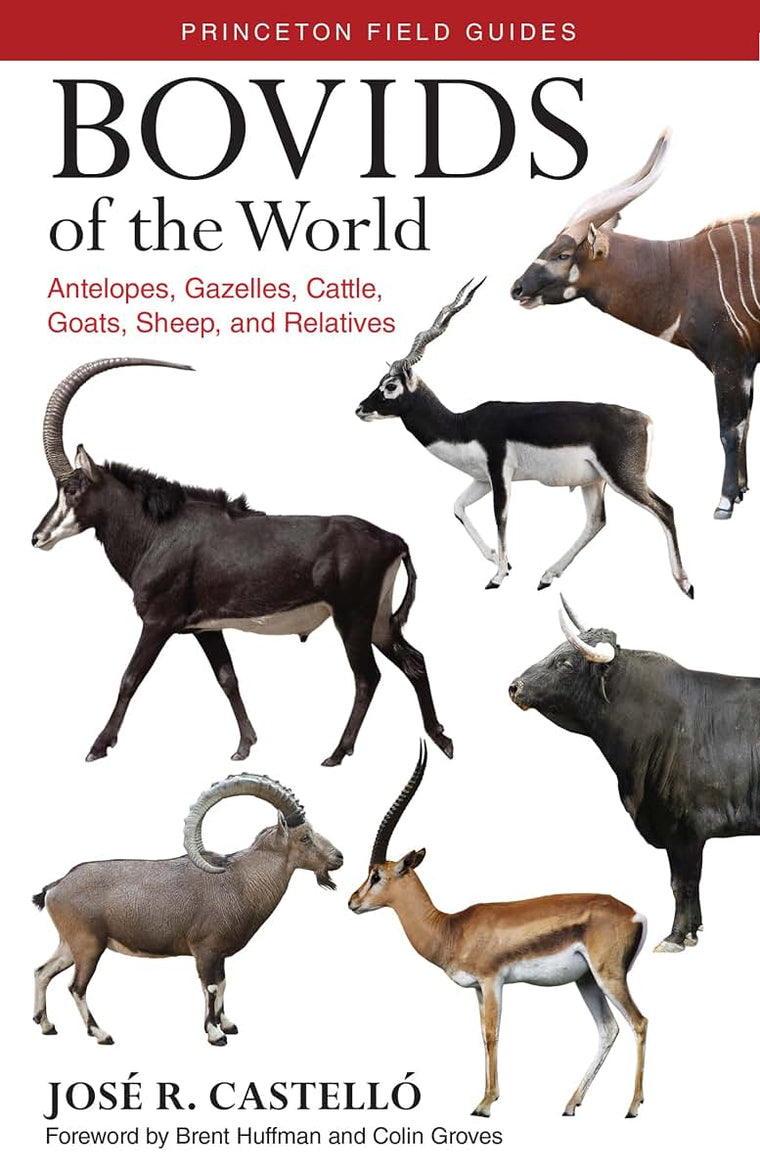 Bovids of the World: Antelopes, Gazelles, Cattle, Goats, Sheep, and Relatives (Princeton Field Guides, 104)
