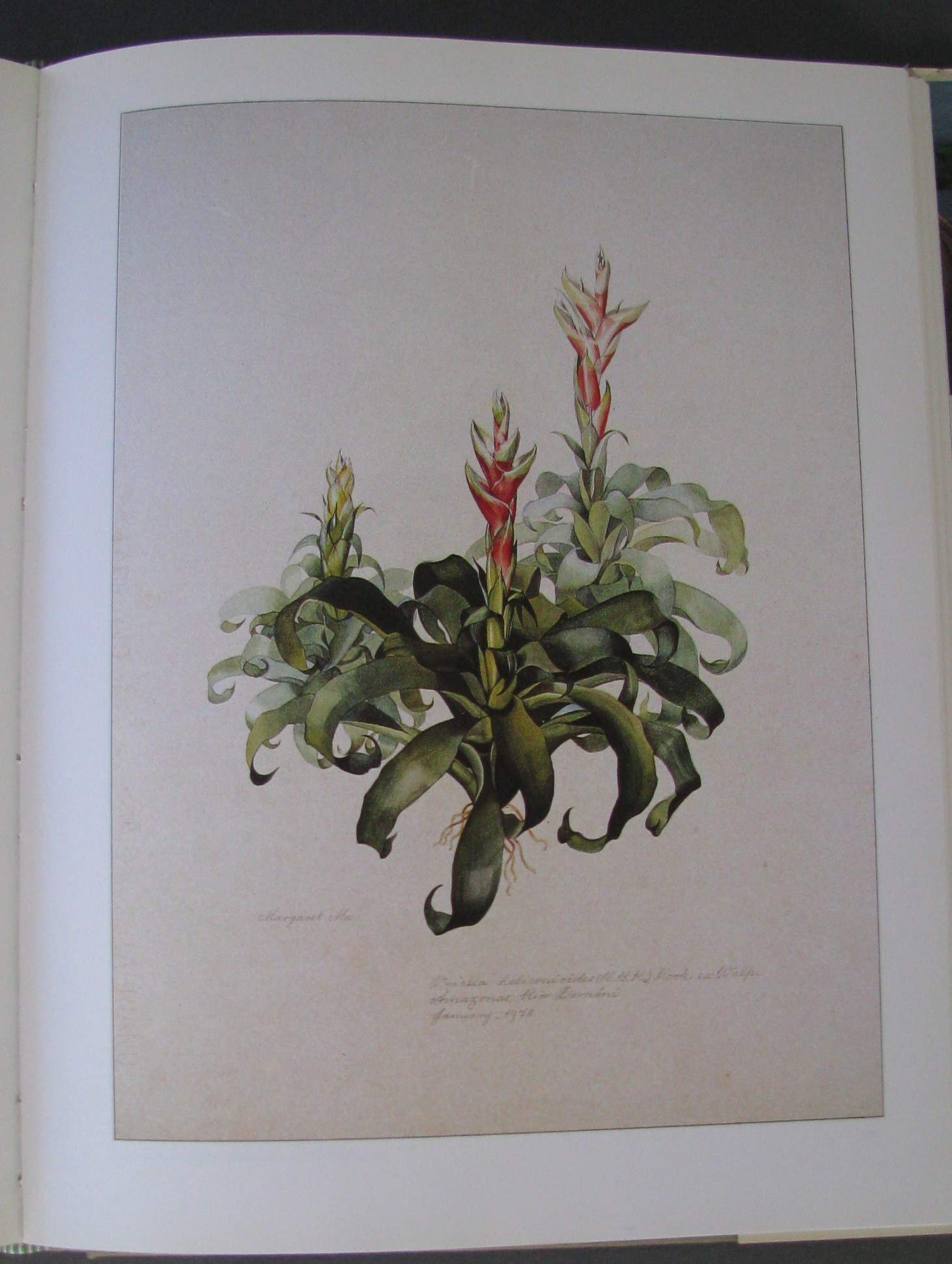 Margaret Mee In Search of Flowers of the Amazon Forests: Diaries of an English Artist Reveal the Beauty of the Vanishing Rainforest