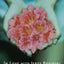 In Love with Jerzy Kosinski: A Novel