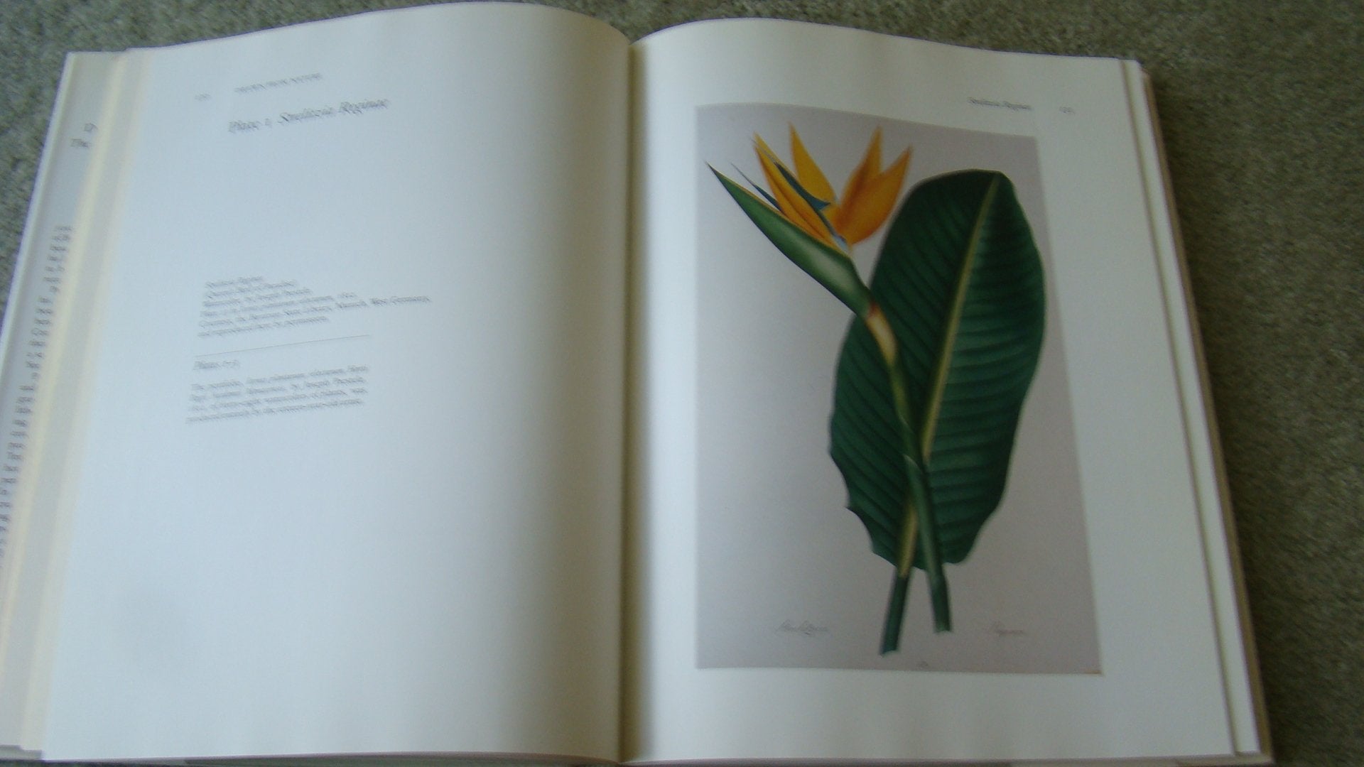 DRAWN FROM NATURE: The Botanical Art of Joseph Prestele and His Sons