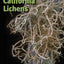 A Field Guide to California Lichens