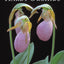 Growing Hardy Orchids