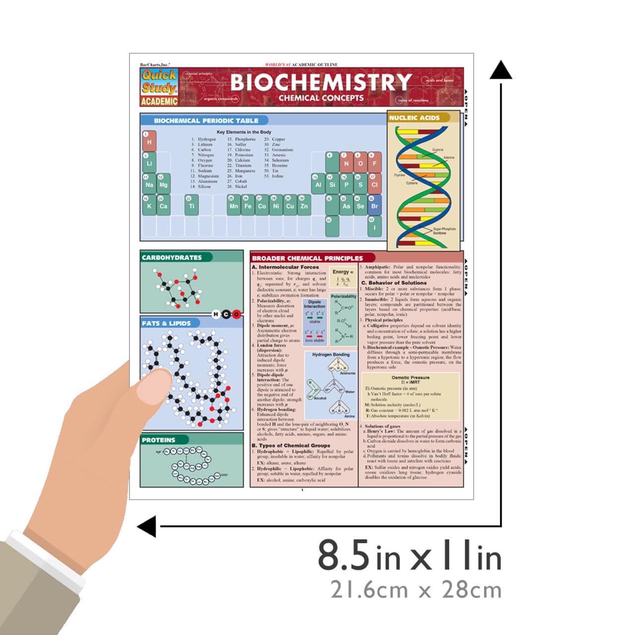 Biochemistry QuickStudy Laminated Reference Guide (QuickStudy Academic)