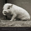 Allowed to Grow Old: Portraits of Elderly Animals from Farm Sanctuaries