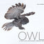 Owl: A Year in the Lives of North American Owls