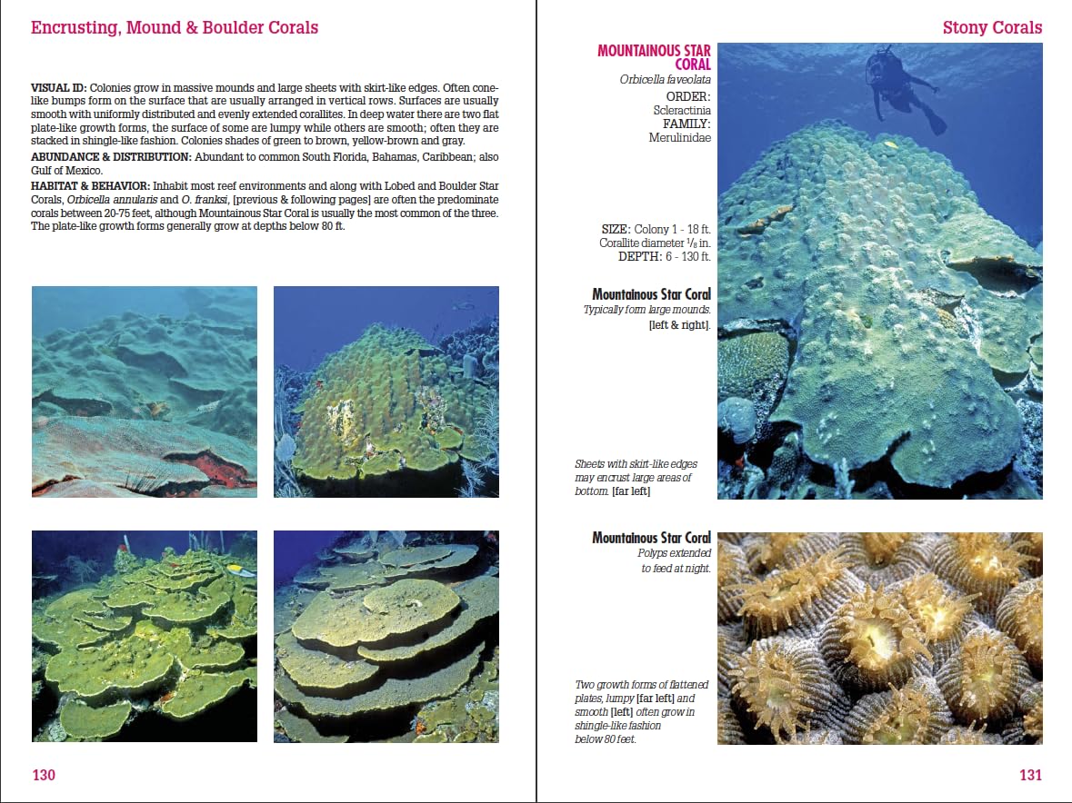 Reef Coral Identification: Florida, Caribbean, Bahamas 3rd Edition (Reef Set (New World))