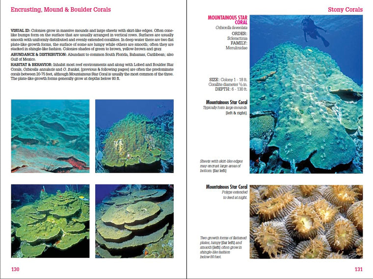 Reef Coral Identification: Florida, Caribbean, Bahamas 3rd Edition (Reef Set (New World)) — back cover