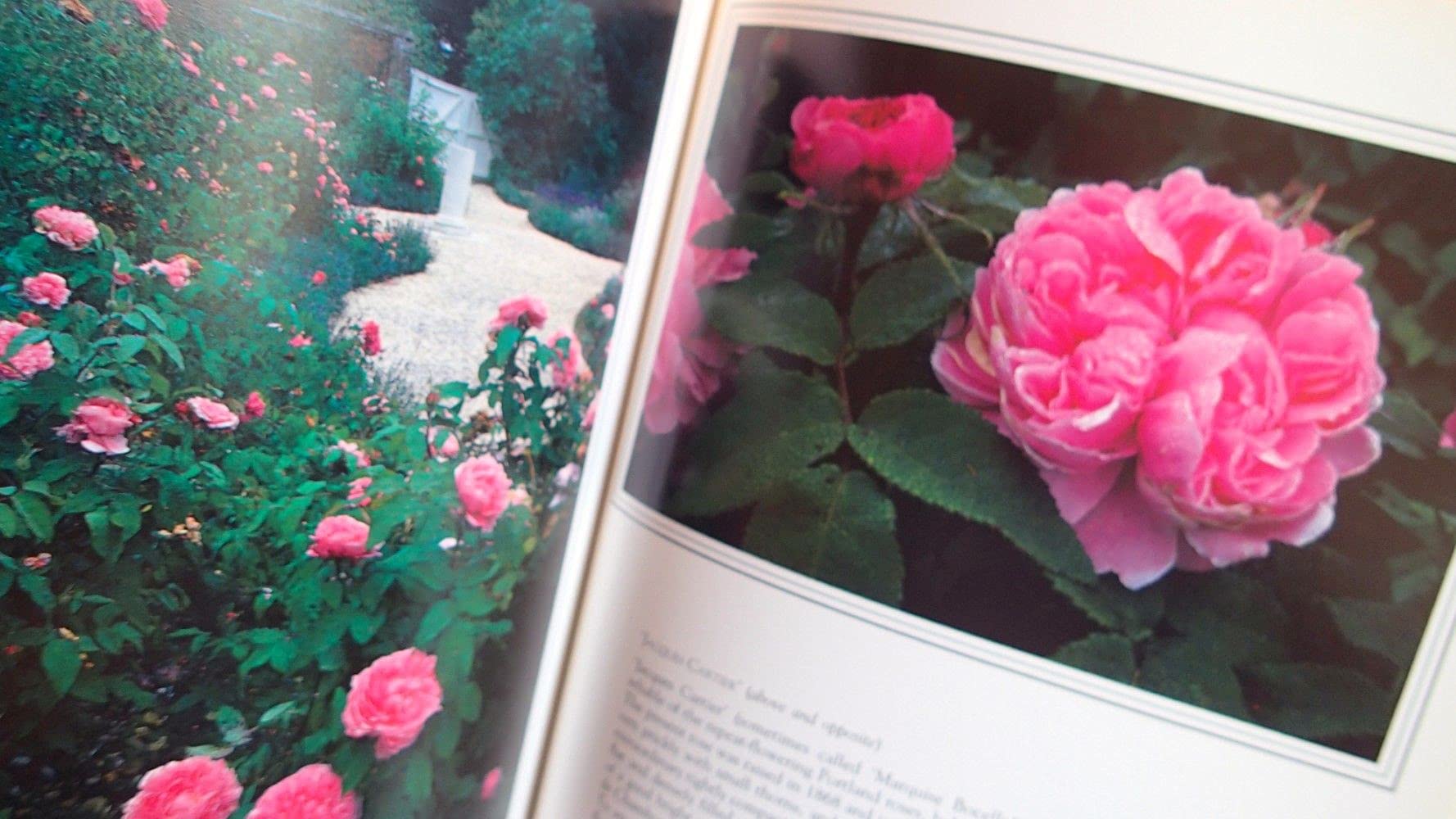 The Art of Gardening With Roses