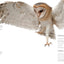 Owls: A Guide to Every Species in the World