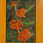 Medicinal Plants of the Mountain West
