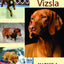 Versatile Vizsla