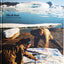 Olly and Suzi: Arctic, Desert, Ocean, Jungle