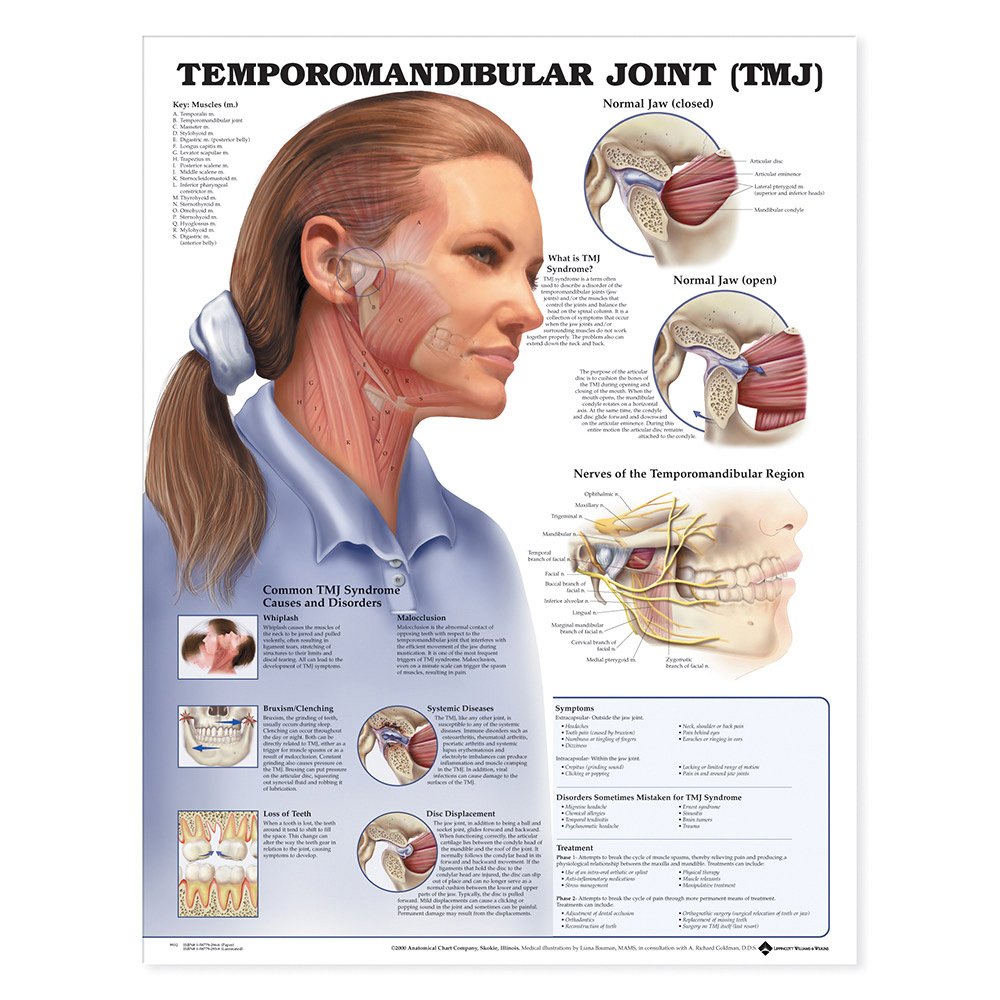 Temporomandibular Joint (TMJ) Anatomical Chart