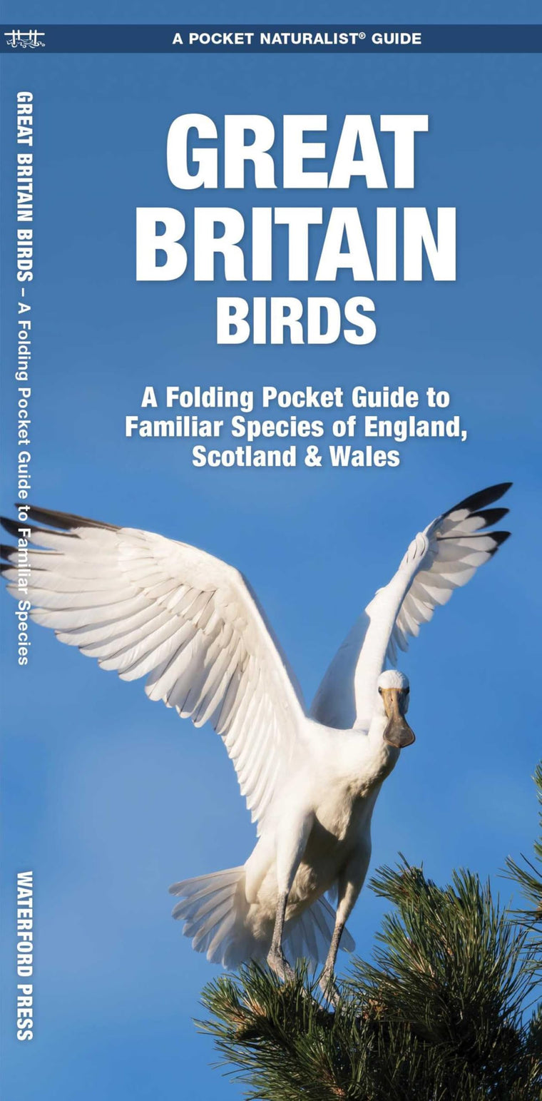 Great Britain Birds, 2nd Ed: A Folding Pocket Guide to Familiar Species of England, Scotland & Wales (Nature Observation International)