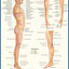 Anatomy - Directions, Planes, Movements & Regions: a QuickStudy Laminated Reference Guide