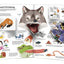 The Ultimate Book of Animals by Anne-Sophie Baumann