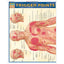 Trigger Points QuickStudy Laminated Reference Guide (QuickStudy Academic)
