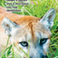 Tracks, Scats & Signs of Florida Wildlife: A Guide to Interpreting Common Wildlife Trails (Quick Reference Guides)