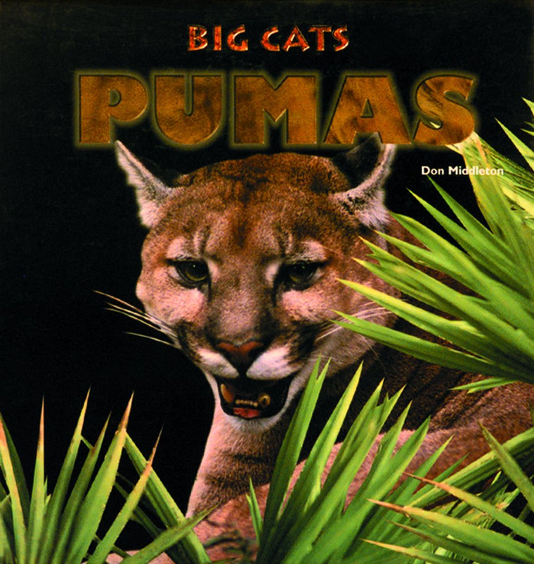 Pumas (Big Cats)