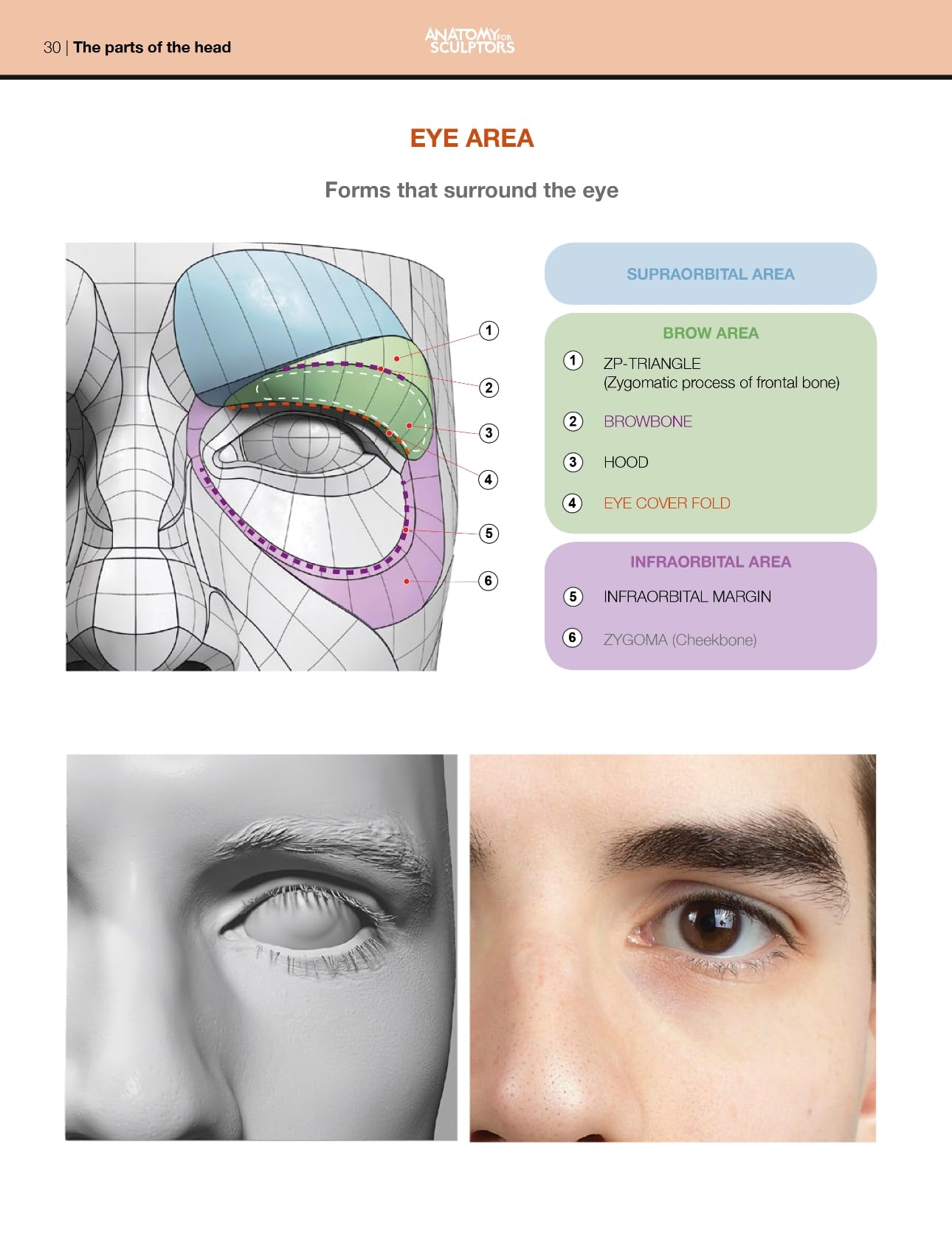 Form of the Head and Neck
