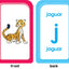 School Zone Spanish Alphabet Flash Cards: 56 Cards, Preschool, Kindergarten, Abecedario Tarjetas Ilustrativas, ABC's, Alphabetical Order, Bilingual, ESL, Language Immersion (Spanish/English Edition)