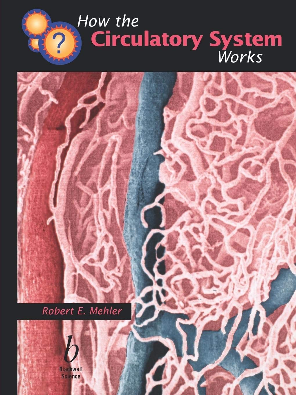 How the Circulatory System Works