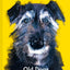 Old Dogs