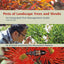 Pests of Landscape Trees and Shrubs: An Integrated Pest Management Guide