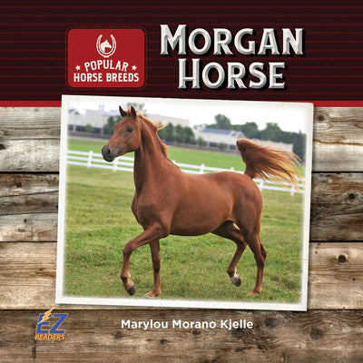 Morgan Horse (Popular Horse Breeds)