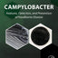 Campylobacter: Features, Detection, and Prevention of Foodborne Disease
