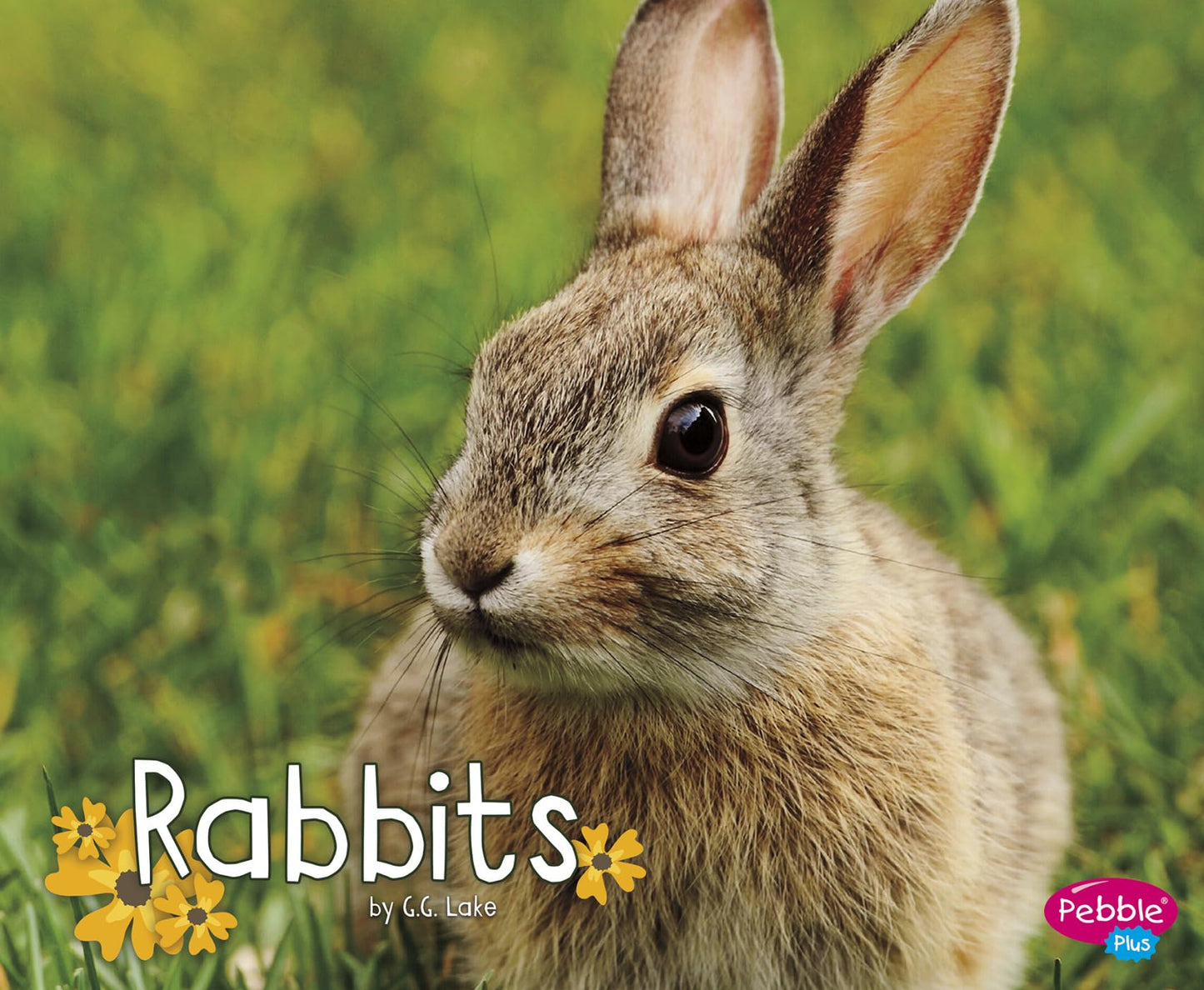Rabbits (Woodland Wildlife)