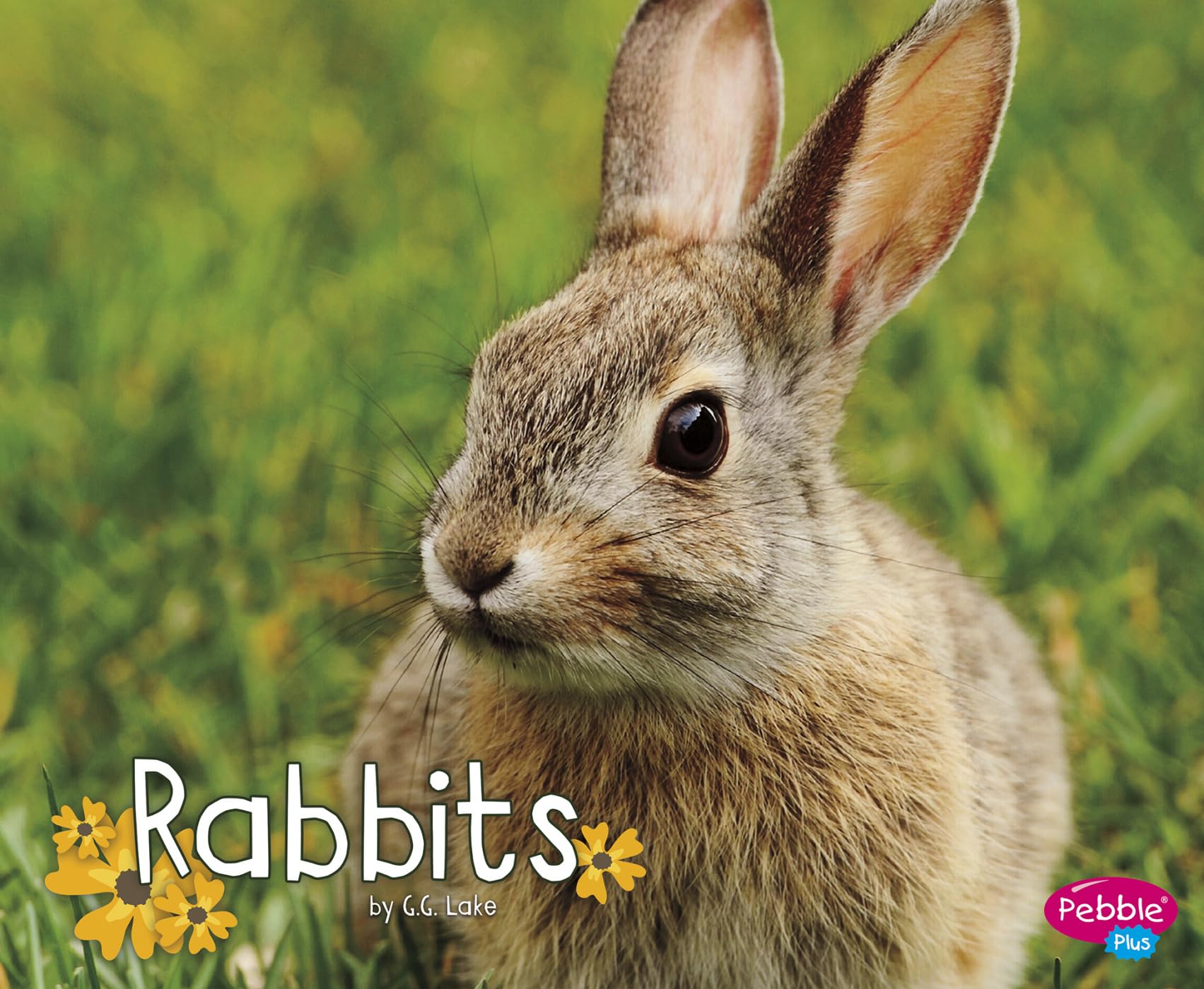 Rabbits (Woodland Wildlife)