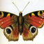 Painter's Quick Reference Birds & Butterflies