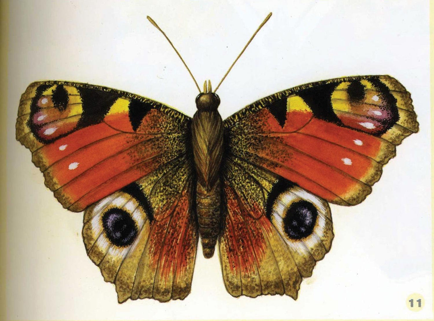 Painter's Quick Reference Birds & Butterflies