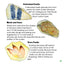 Dinosaurs: God's Mysterious Creatures