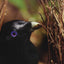 Biology: The Unity and Diversity of Life