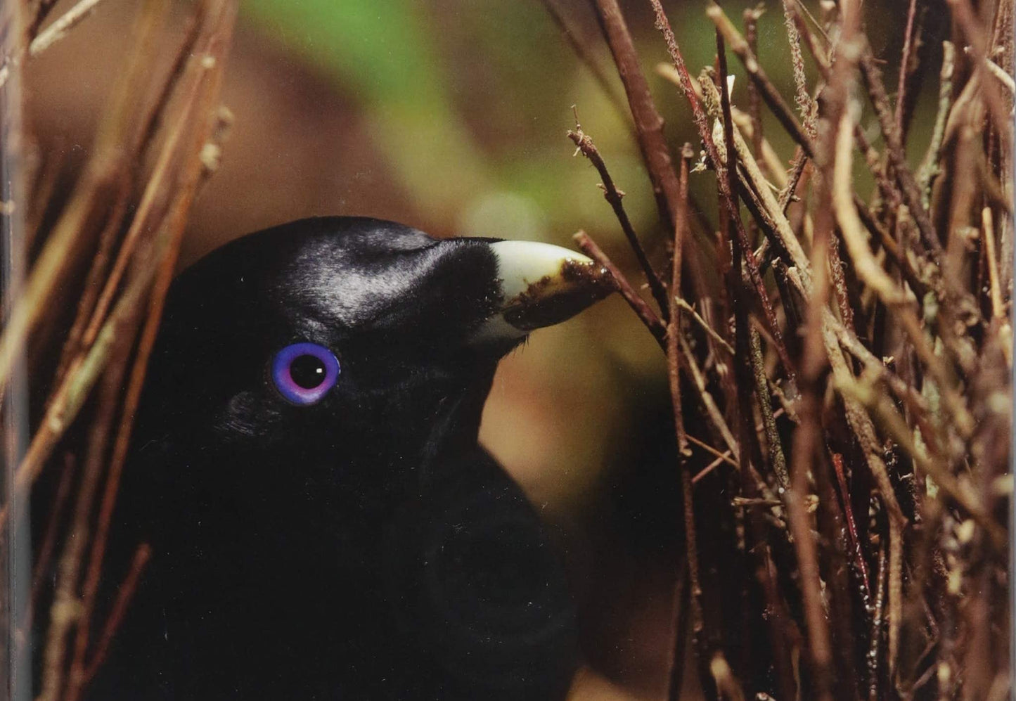 Biology: The Unity and Diversity of Life