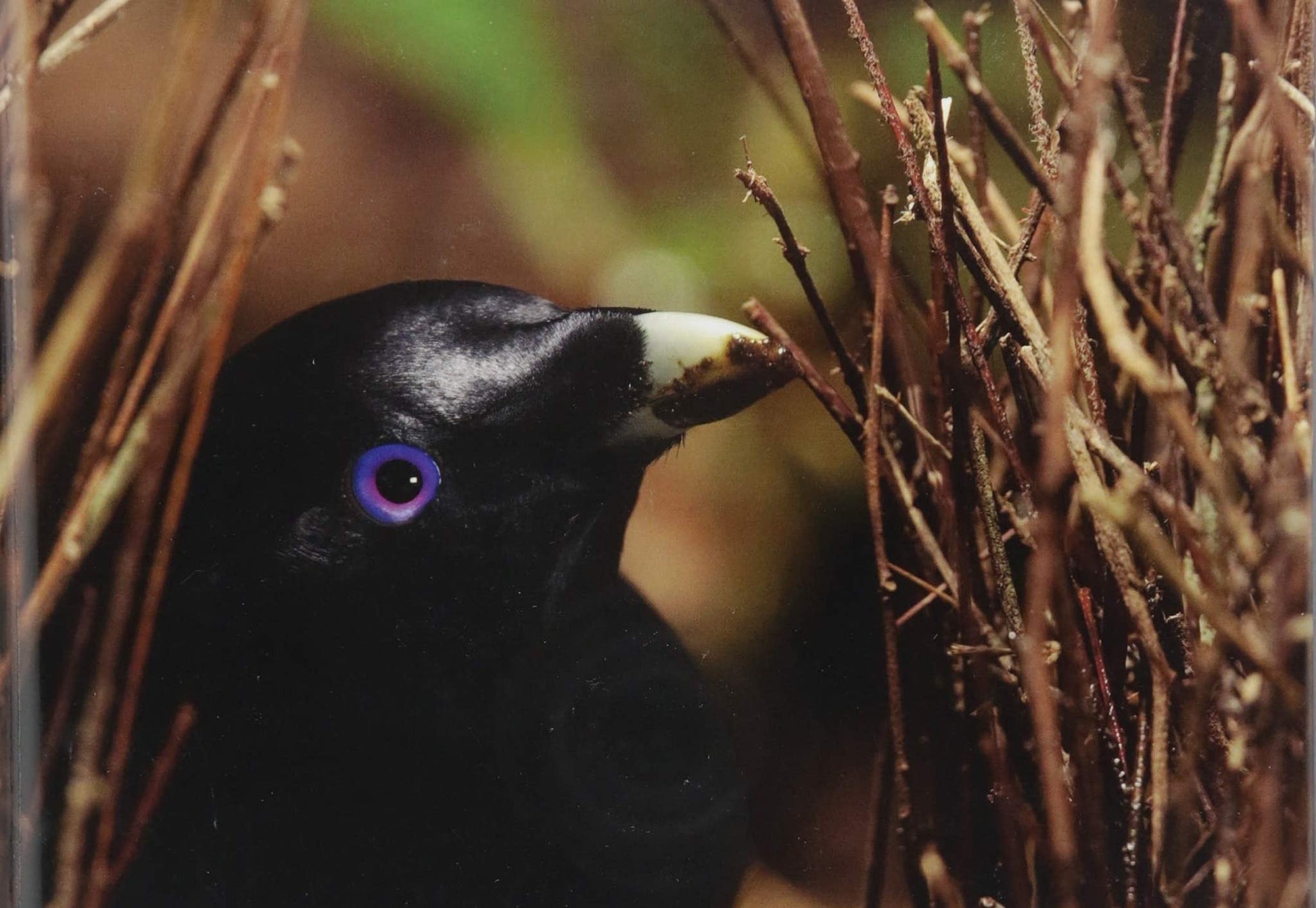 Biology: The Unity and Diversity of Life