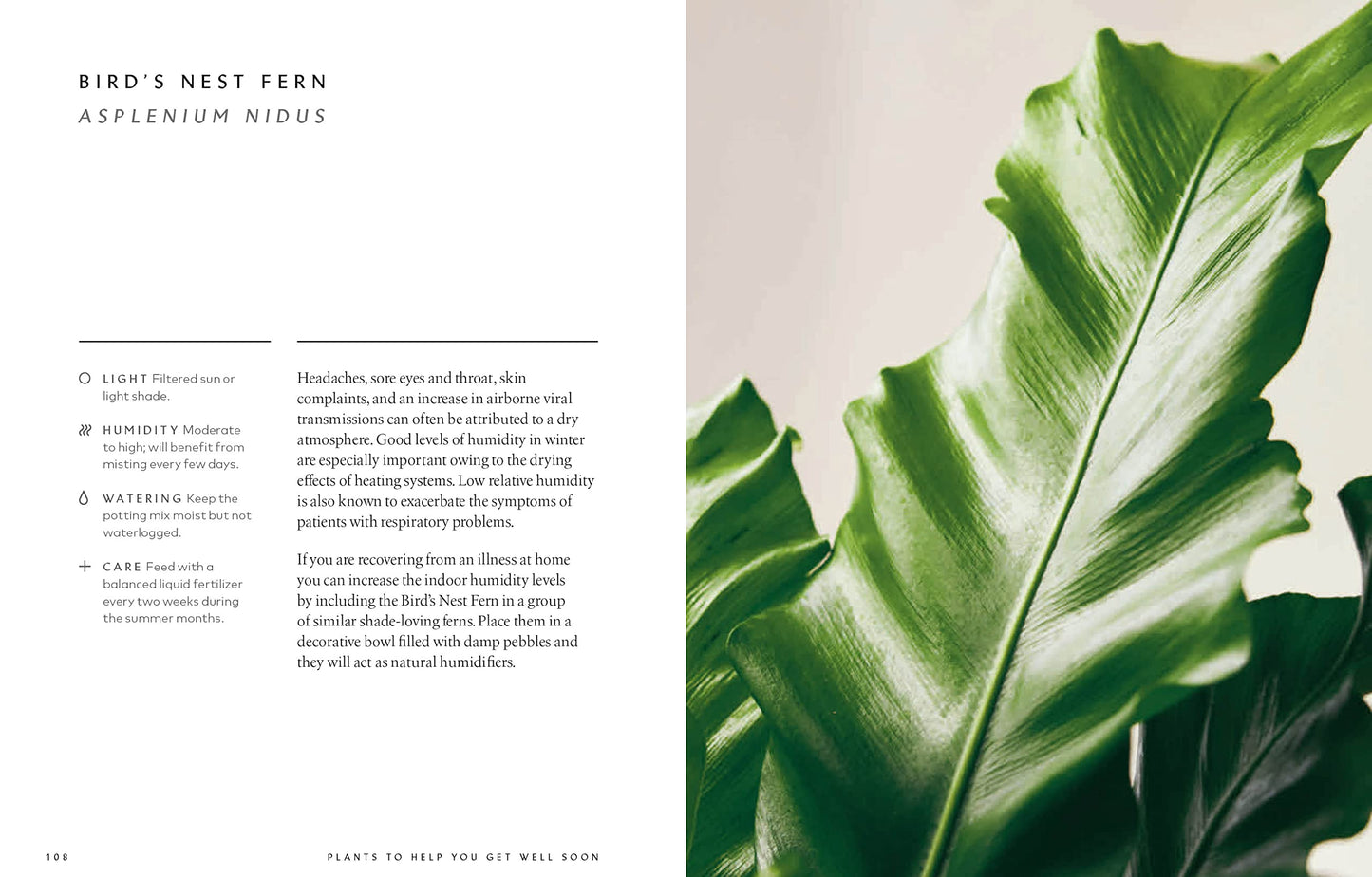 The Healing Power of Plants: The Hero Houseplants That Will Love You Back