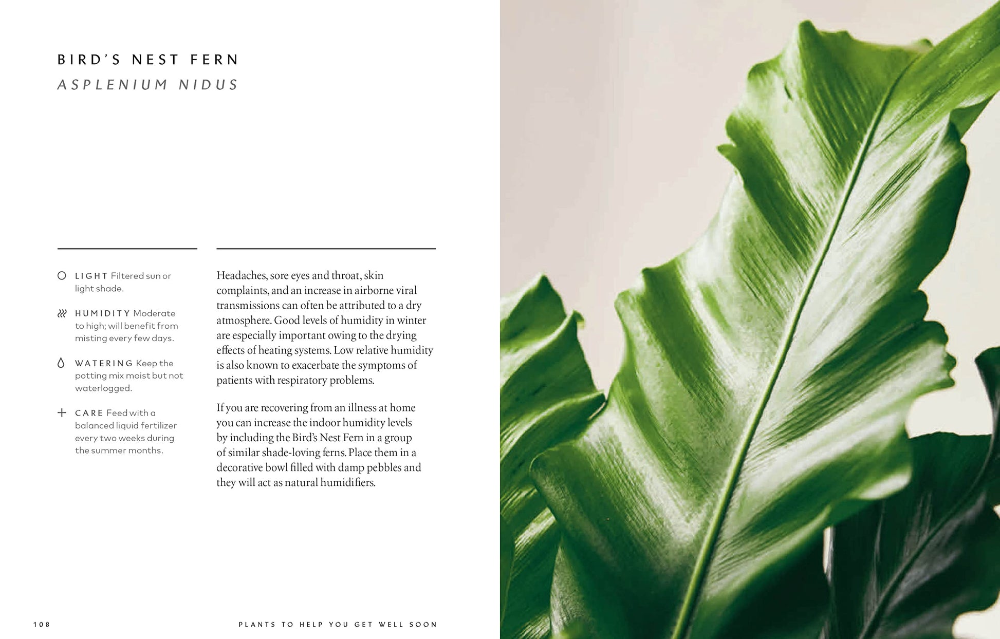 The Healing Power of Plants: The Hero Houseplants That Will Love You Back
