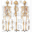 The Skeletal System Giant Chart