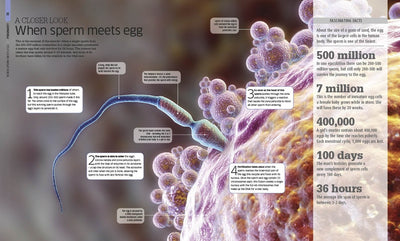 The Pregnancy Encyclopedia: All Your Questions Answered